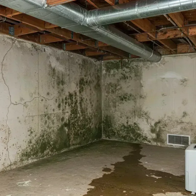 Professional Mold Removal in Headland, AL